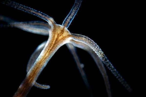 Kraken cc ссылка