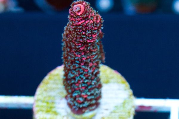 Клирнет ссылка на зеркало маркетплейс кракен