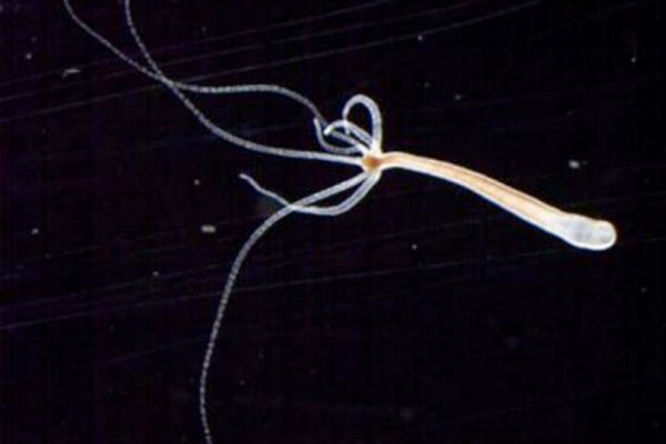 Кракен сайт что это