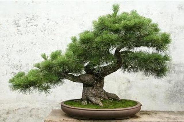 Do-it-yourself bonsai from Scots pine How to make a bonsai from an ordinary pine