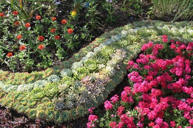 Continuous flowering garden of perennials: types of flowers and patterns