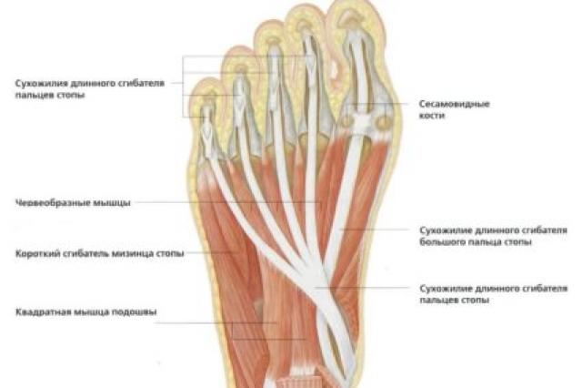 Dorsal muscles of the foot.  Anatomy of the muscles of the foot.  Muscle pain in children